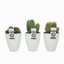 Ornamental Cactus Mix Outdoor ceramic pot {15cm}
